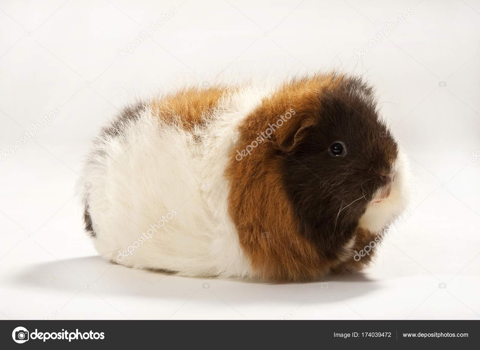 swiss teddy guinea pig