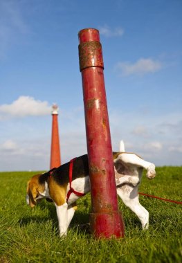 A tricolour male beagle puppy pees on red pole clipart