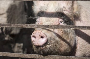 Snout of a domestic pig through a grate, Ireland, Europe clipart