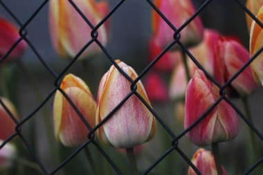 Closed tulip flowers flowers behind mesh wire fence clipart
