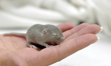 Mongolian Jird or Gerbil mouse on hand  clipart