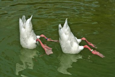 Two white ducks with heads under water, synchronized swimming clipart