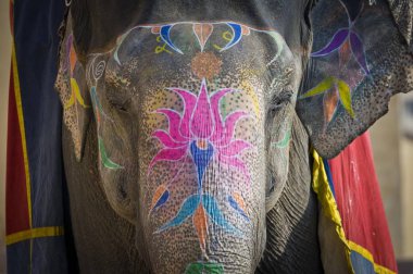 Painted elephant portrait in India  clipart