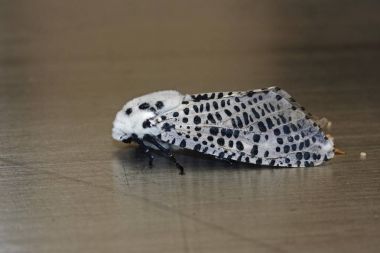 Leopard Moth (Zeuzera pyrina), pest, moth, Baden-Wuerttemberg, Germany, Europe clipart