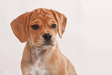 brown Puggle puppy in studio, portrait clipart