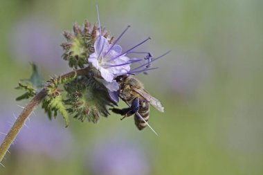 Bee (Apis sp.), on a purple flower, Phacelia, Scorpionweed or Heliotrope (Phacelia sp.), Baden-Wuerttemberg, Germany, Europe clipart