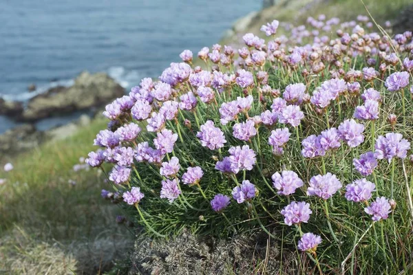 Sea thrift or Sea Pink (Armeria maritima) above the sea, Cape Pointe de Corsen, Dpartement Finistre, Brittany, France, Europe