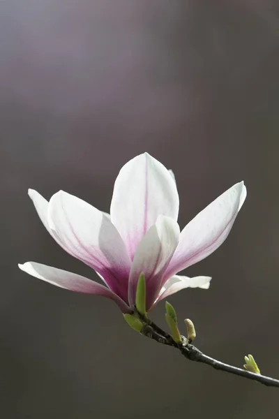 Flor Flor Magnolia Magnolia Soulangeana Amabilis Cultivar —  Fotos de Stock