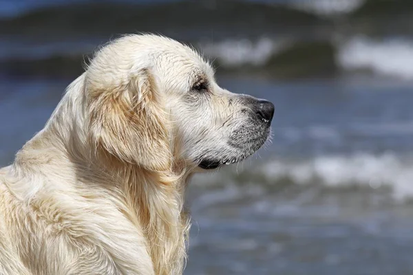 Gouden Retriever Hond Portret — Stockfoto