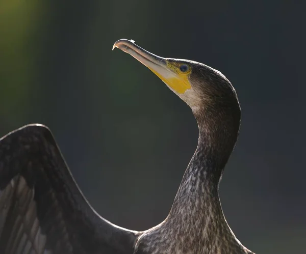 Corvo Marinho Phalacrocorax Carbo Bird — Fotografia de Stock