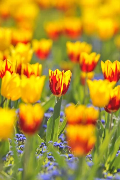 Tulipas Tulipa Vermelho Flores Amarelas Campo Prados — Fotografia de Stock