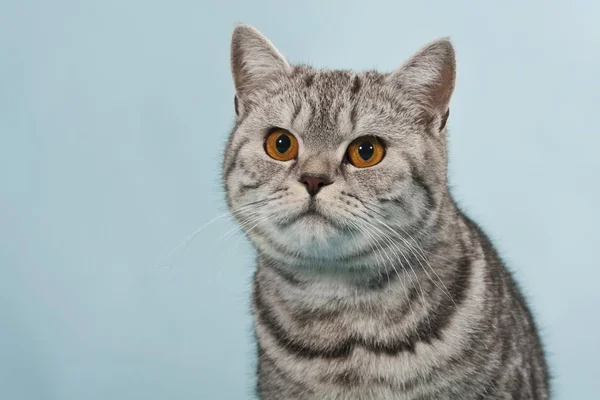 Βρεταννόs Στενογραφία Τιγρέ Αρσενικό Γάτα Πορτρέτο — Φωτογραφία Αρχείου