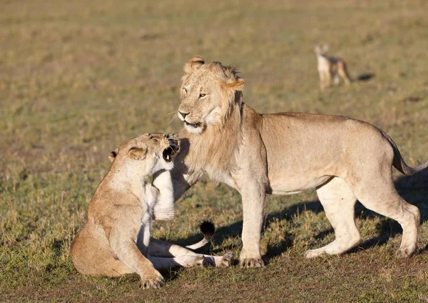 Löwe Und Löwin Kämpfen Panthera Leo Kämpfen Masai Mara National — Stockfoto