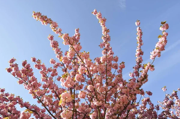 Flor Cerezo Japonés —  Fotos de Stock