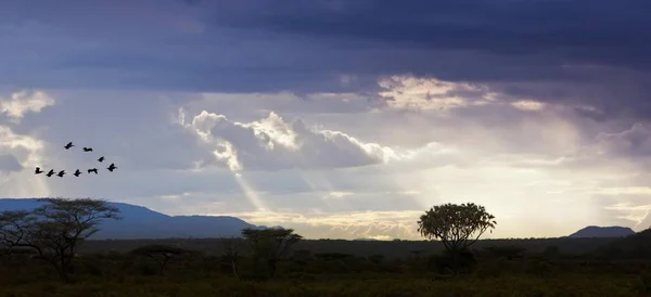 View Samburu National Park Dusk Samburu National Reserve Kenya East — Stock Photo, Image