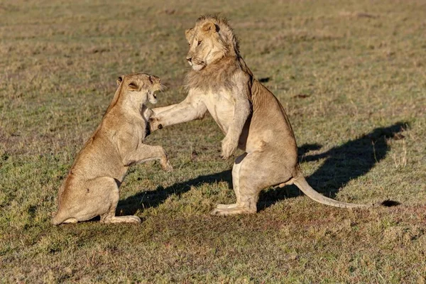 Lion Lioness Panthera Leo Fighting Masai Mara National Reserve Kenya — Stock Photo, Image