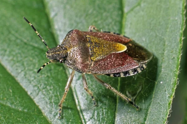 Close Bug Berry Shield Dolycoris Baccarum — Fotografia de Stock