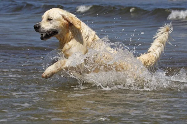 Golden Retriever dog running in water, domestic dog