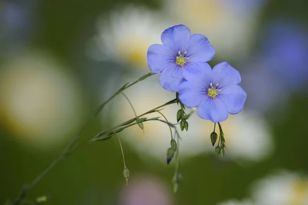 花蓝色维罗妮卡花 — 图库照片