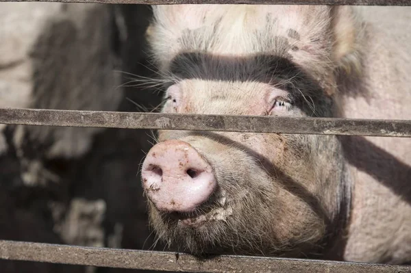 아일랜드 유럽을 돼지의 — 스톡 사진