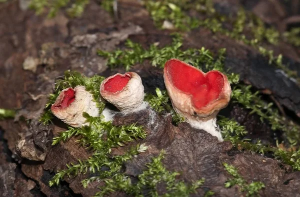 Scarlet Cup Lub Scarlet Elf Cup Czarka Szkarłatna — Zdjęcie stockowe