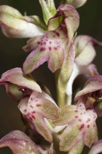 Bug Orchid Orchis Coriophora Lake Kerkini Area Greece Europe — Stock Photo, Image