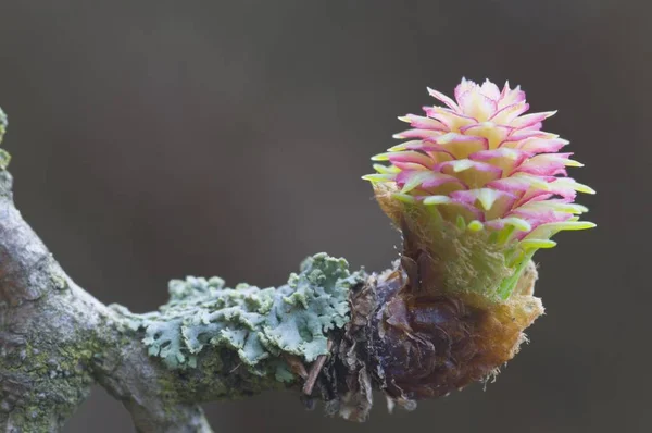 Close Larix Decidua Plant Tree — Stock Photo, Image