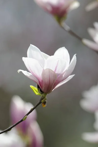 Blossom magnolia flower, Magnolia soulangeana, Amabilis cultivar