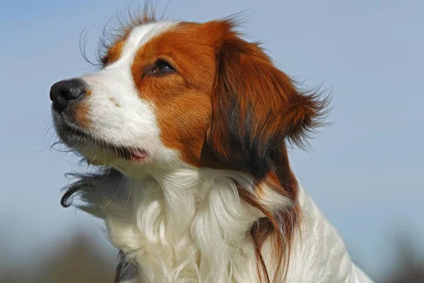 Kooiker Κυνηγόσκυλο Canis Lupus Familiaris Νεαρό Σκύλο Πορτρέτο — Φωτογραφία Αρχείου