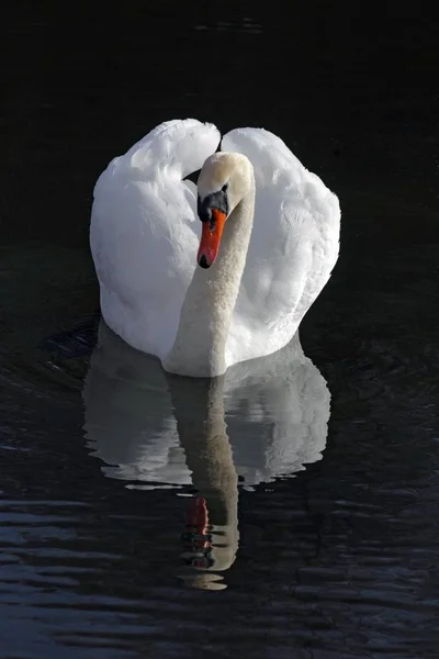 Hermoso cisne mudo pájaro — Foto de Stock