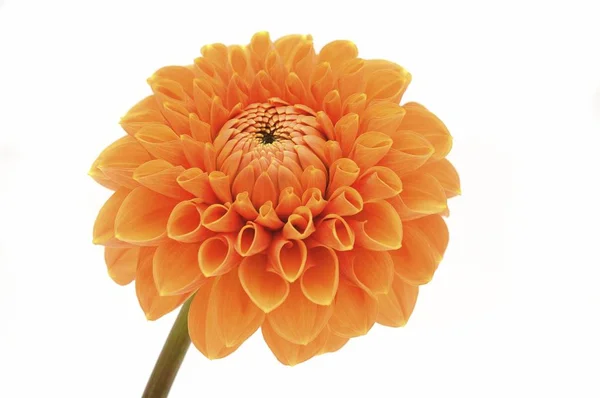 Une Fleur Dahlia Orange — Photo