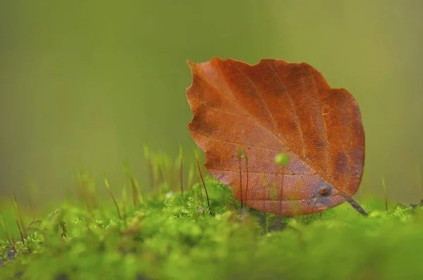 Bønneblad Mose Skogbunnen Høstmotivet – stockfoto