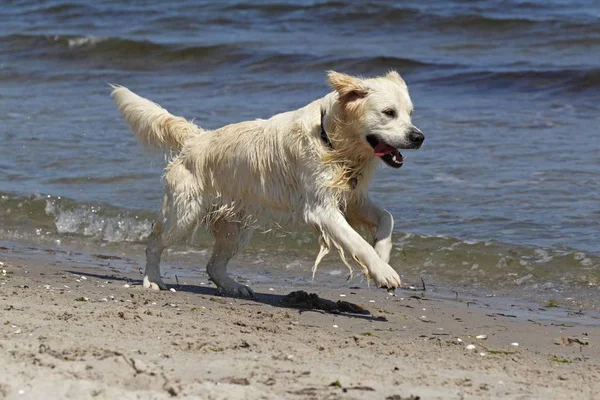 Uitgevoerd Strand Golden Retriever Hond — Stockfoto