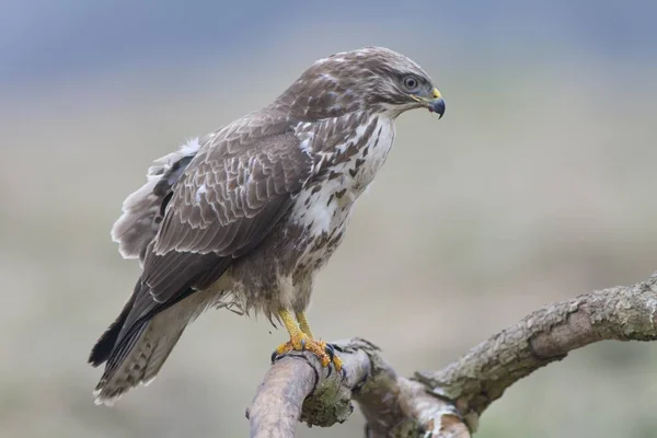 Buteo wilde vogel op boom — Stockfoto