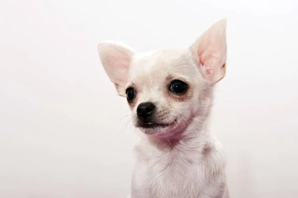 Pequeño Lindo Cachorro Chihuahua — Foto de Stock