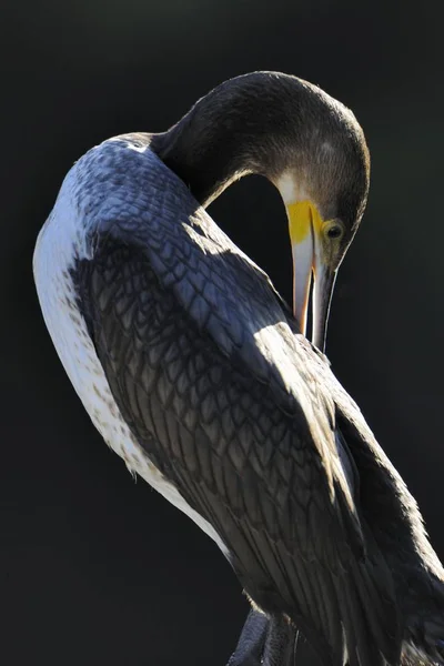 Corvo Marinho Phalacrocorax Carbo Bird — Fotografia de Stock
