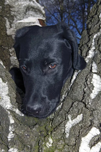 Giovane Nero Labrador Retriever Cane Guardando Attraverso Tronco Albero Biforcuta — Foto Stock