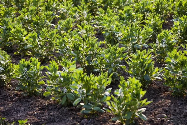 Kacang Polong Atau Kacang Polong Vicia Faba Budidaya Ladang — Stok Foto