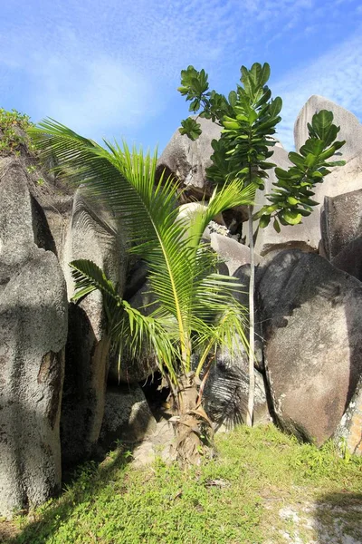 Palmera Coco Joven Cocos Nucifera Árbol Nuez Joven Calophyllum Inophyllum — Foto de Stock