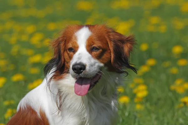 Kooiker Hound Canis Lupus Familiaris Portret Van Jonge Hond — Stockfoto