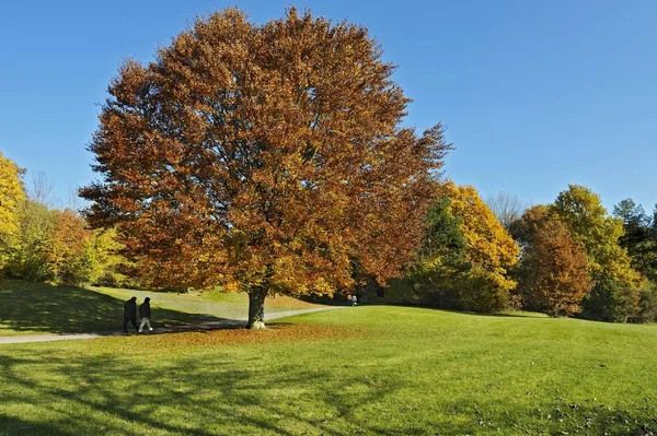 Faia Árvores Fagus Outono — Fotografia de Stock