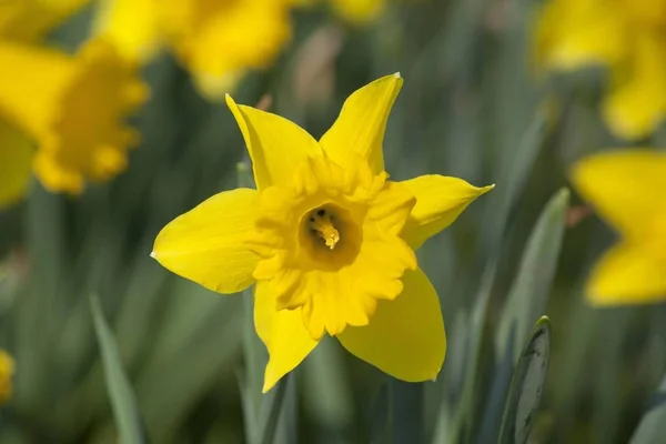 Wachsende Gelbe Narzissen Narzissen Narzissenblüten — Stockfoto