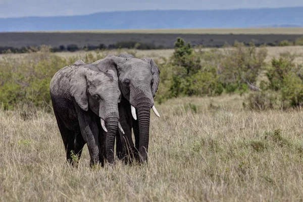 Afrika Bush Filler Loxodonta Africana Kenya Doğu Afrika — Stok fotoğraf