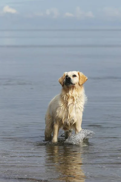 Golden Retriever Hond Staande Het Water — Stockfoto