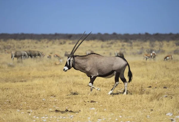 Gemsbock Oder Gemsbock Oryx Gazella Etosha Nationalpark Namibia Afrika — Stockfoto