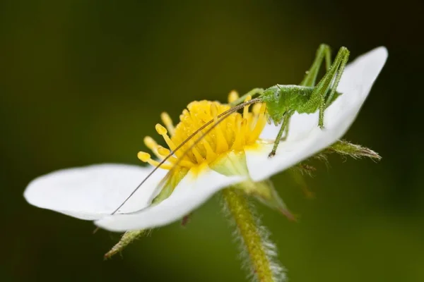 Bush Cricket Inseto Leptophyes Punctatissima Flor — Fotografia de Stock