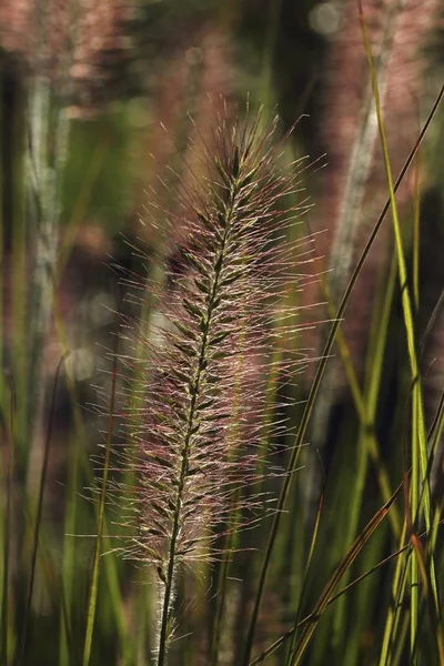 Pennisetum Chinês Grama Fonte Anã Pennisetum Alopecuroides Baden Wuerttemberg Alemanha — Fotografia de Stock