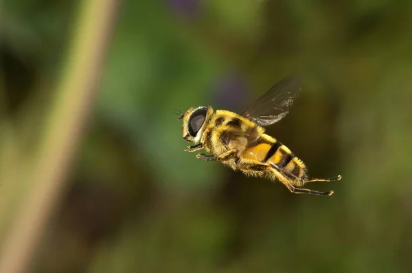 Pestřenky Myathropa Florea Ženské Untergroeningen Bádensko Württembersko Německo Evropa — Stock fotografie