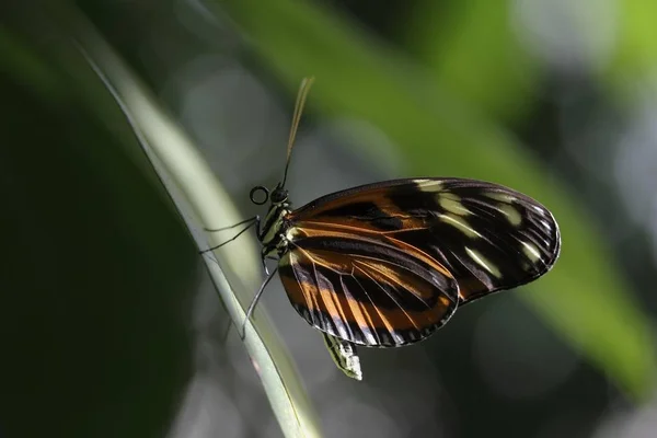 Heliconian Kelebek Eueides Isabellae Esir Almanya Avrupa — Stok fotoğraf