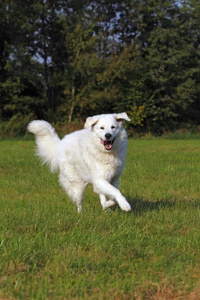 Kuvasz Canis Lupus Familiaris Running Male Lifock Guardian Dog — стоковое фото